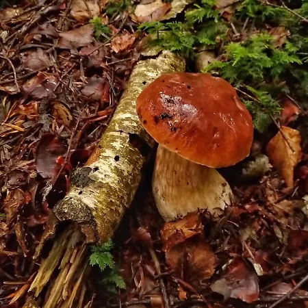 Ferienhaus De 25 Chemin Du Grand Pacher Le Bourg De 63120 Sauviat