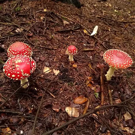 Ferienhaus De 25 Chemin Du Grand Pacher Le Bourg De 63120 Sauviat