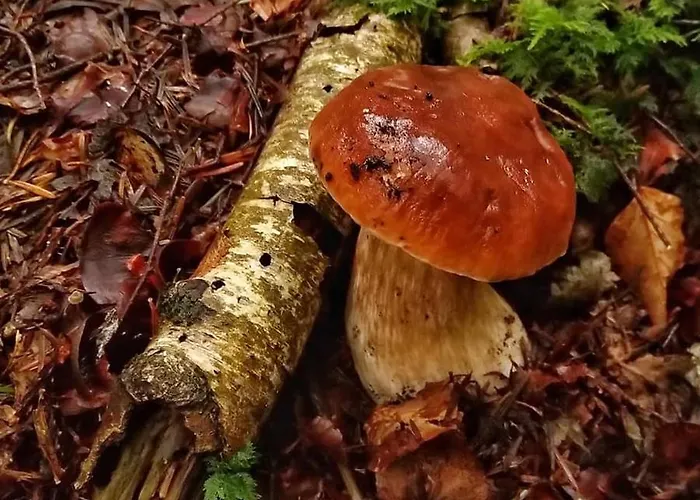 Prázdninový dům De 25 Chemin Du Grand Pacher Le Bourg De 63120 Sauviat