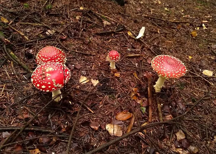 Prázdninový dům De 25 Chemin Du Grand Pacher Le Bourg De 63120 Sauviat